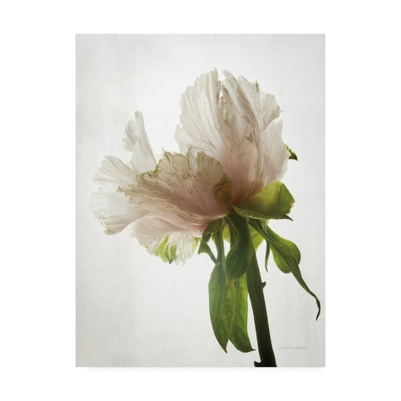 Trademark Fine Art 'Translucent Peony VIII' Canvas Art by Debra Van Swearingen