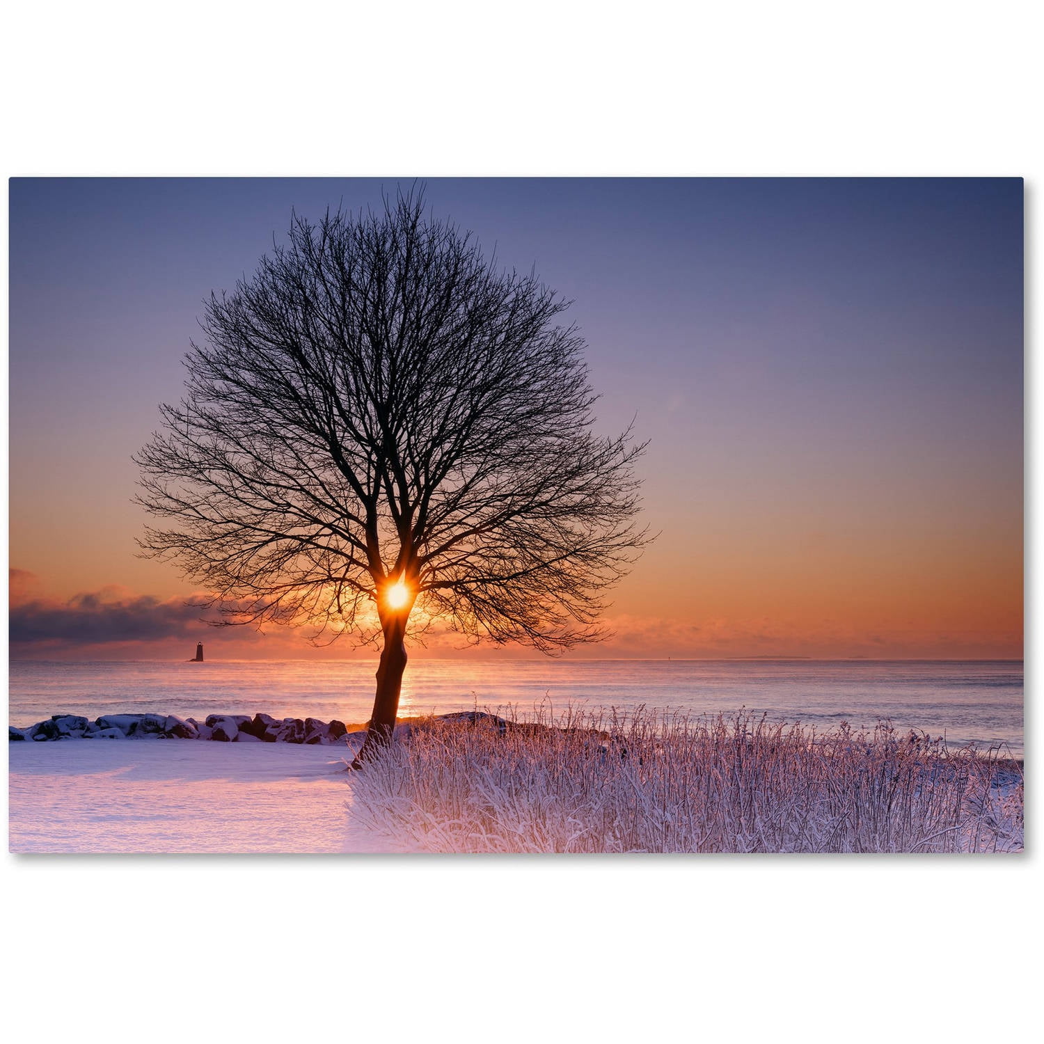 Trademark Fine Art "Tree Burst" Canvas Art by Michael Blanchette Photography