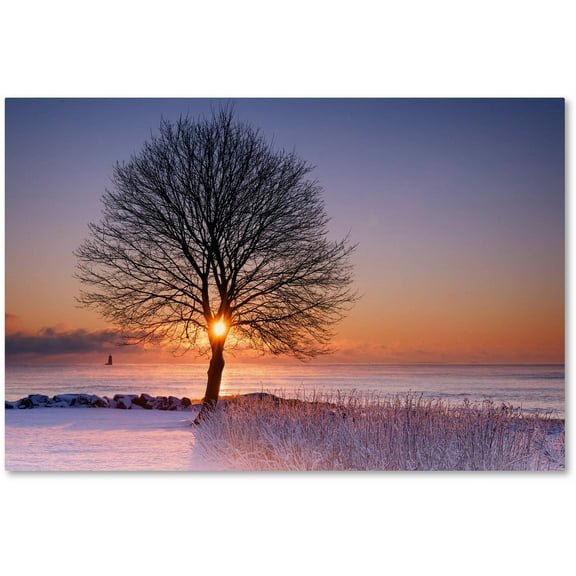 Trademark Fine Art "Tree Burst" Canvas Art by Michael Blanchette Photography