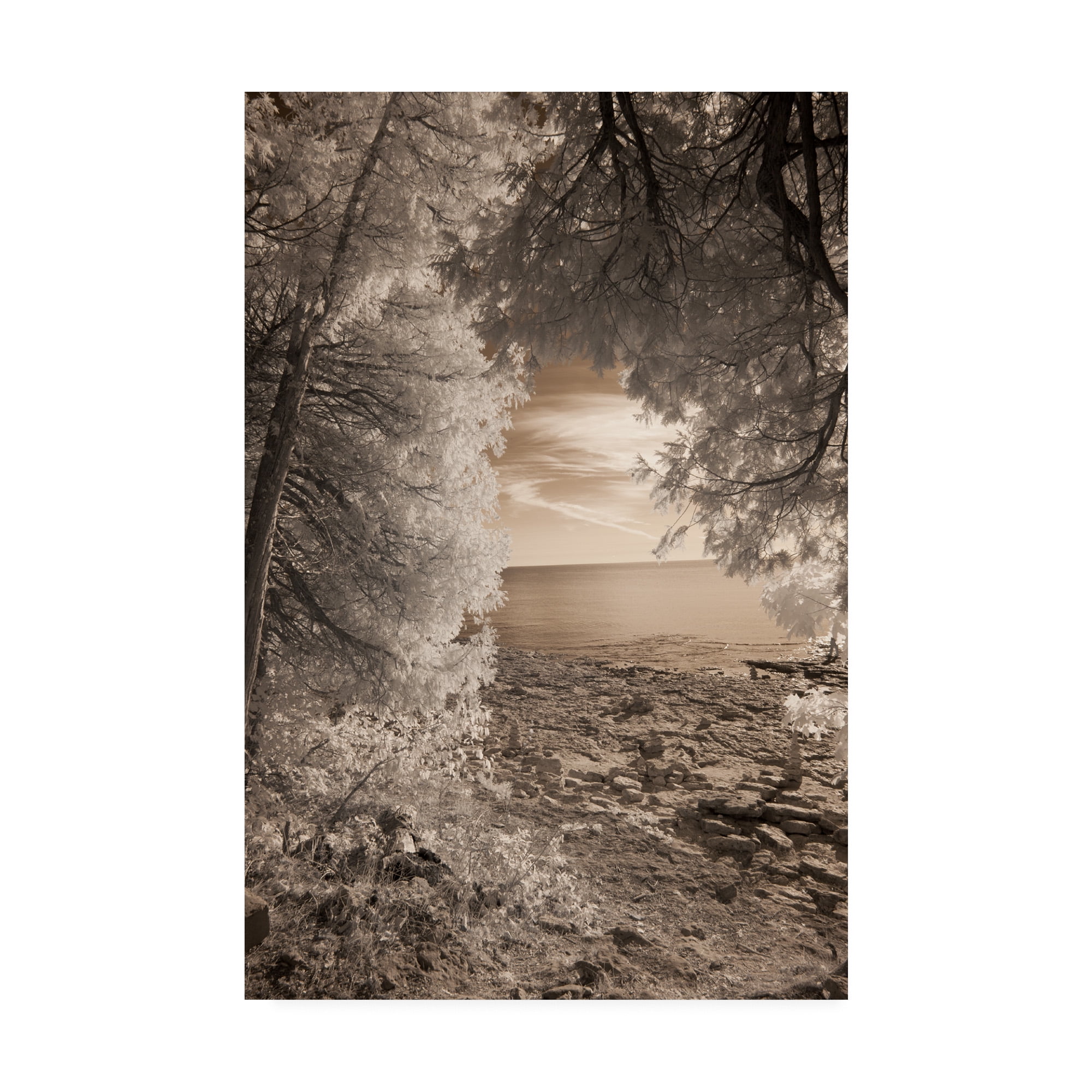 Trademark Fine Art 'Tree Frame Sepia' Canvas Art by Monte Nagler