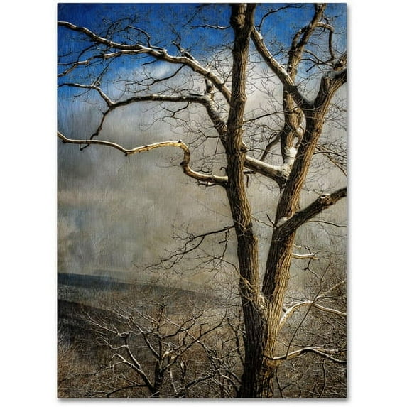 Trademark Fine Art "Tree In Winter" Canvas Art by Lois Bryan