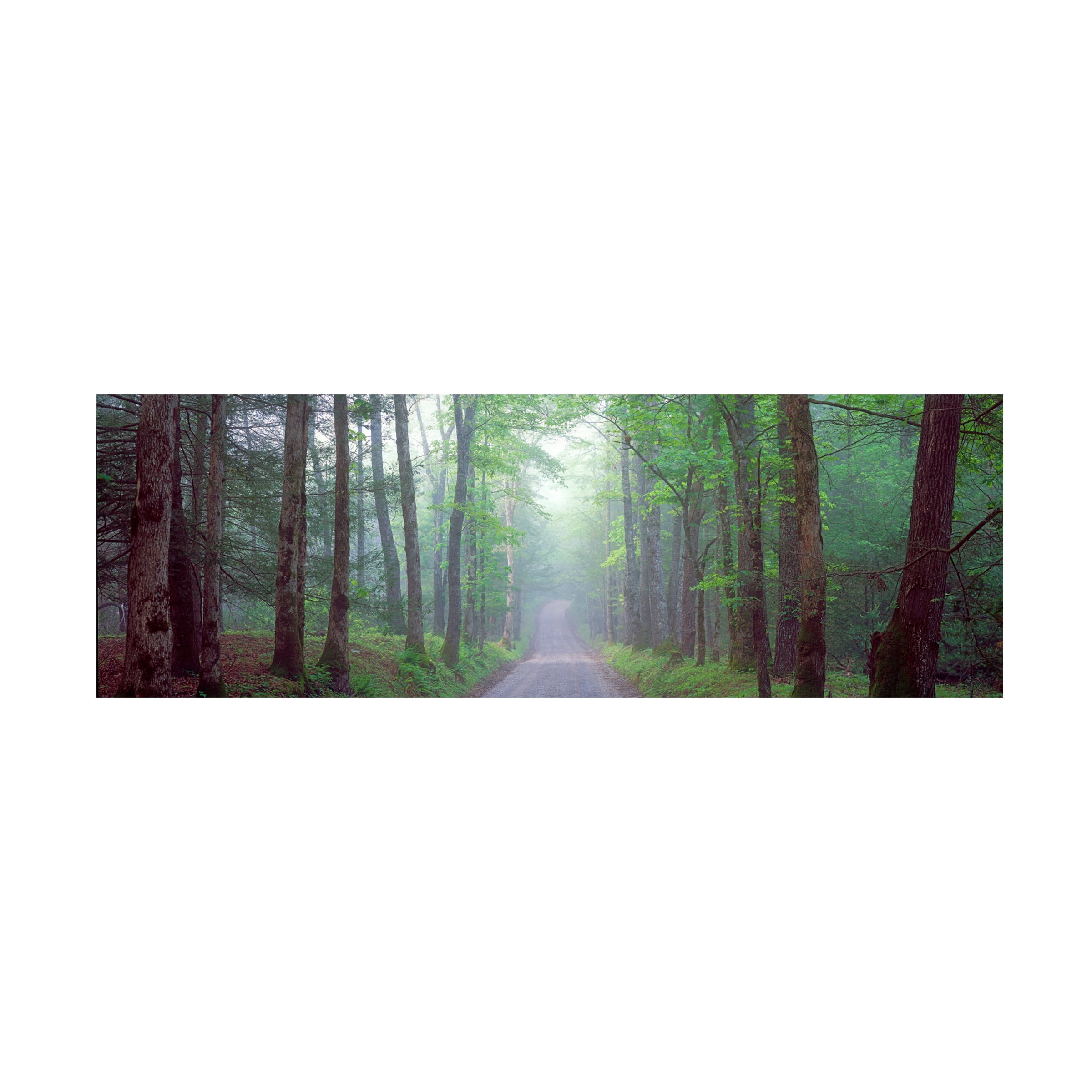 Trademark Fine Art 'Tree Panorama' Canvas Art by Doug Cavanah