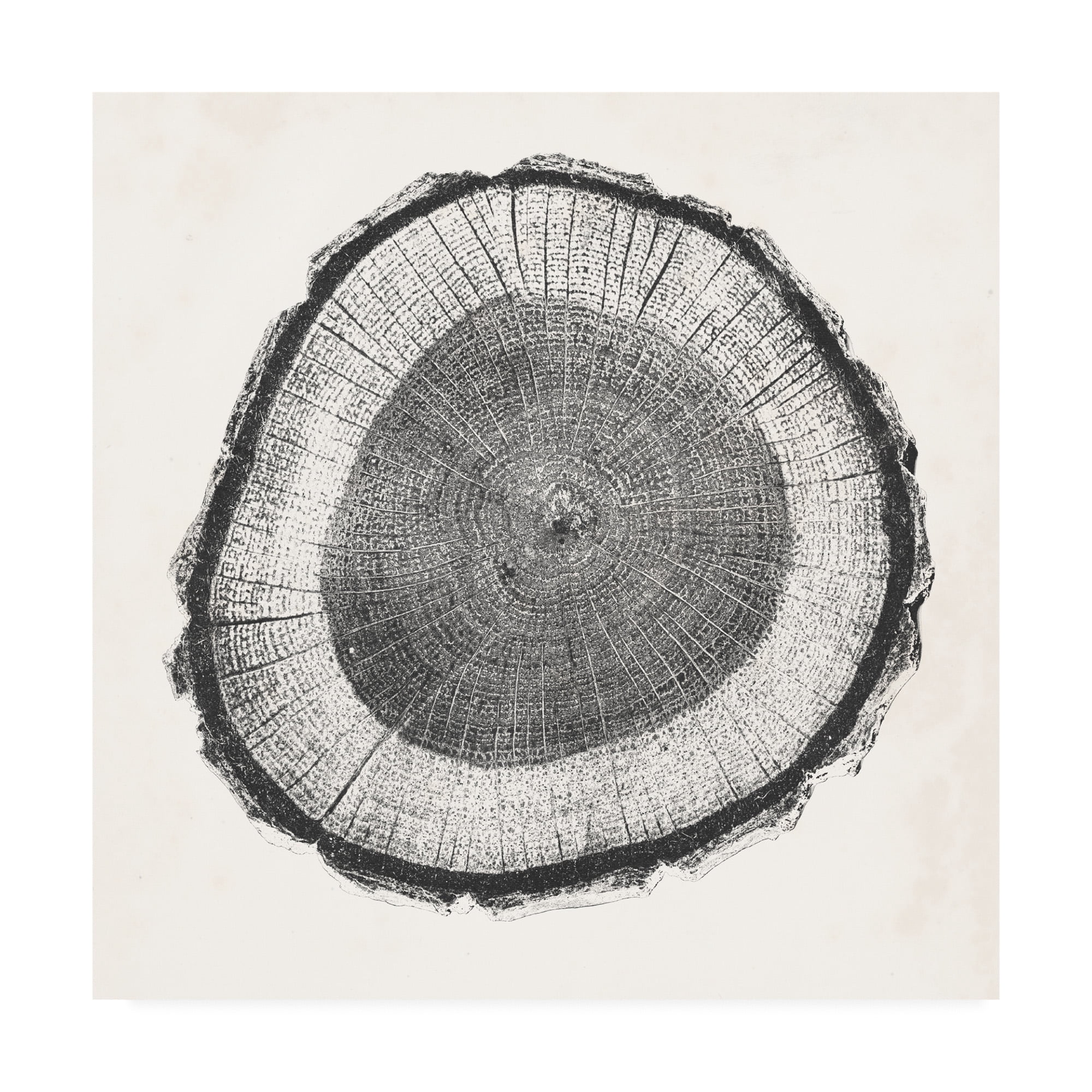 Trademark Fine Art 'Tree Ring II' Canvas Art by Vision Studio