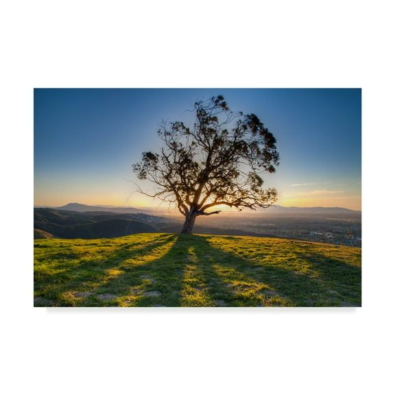 Trademark Fine Art 'Tree Shadows' Canvas Art by Chris Moyer