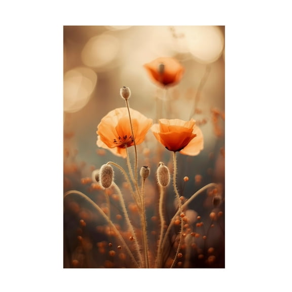Trademark Fine Art Treechild Poppy In Morning Sun Canvas Wall Art