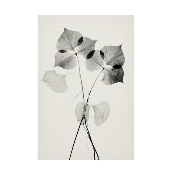 Trademark Fine Art Treechild   Transparent Botanic No 2 Canvas Wall Art