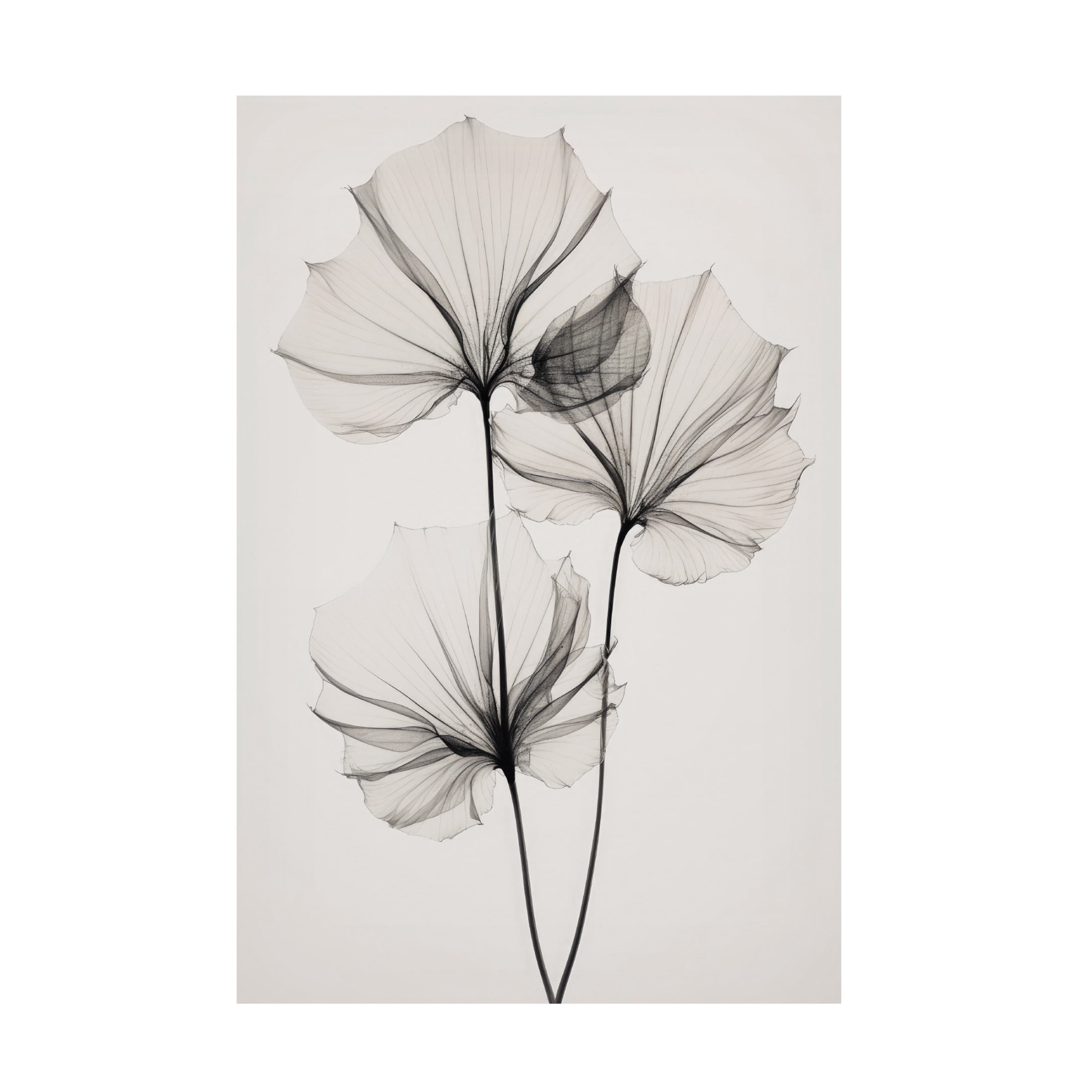 Trademark Fine Art Treechild Transparent Botanic No 3 Canvas Wall Art