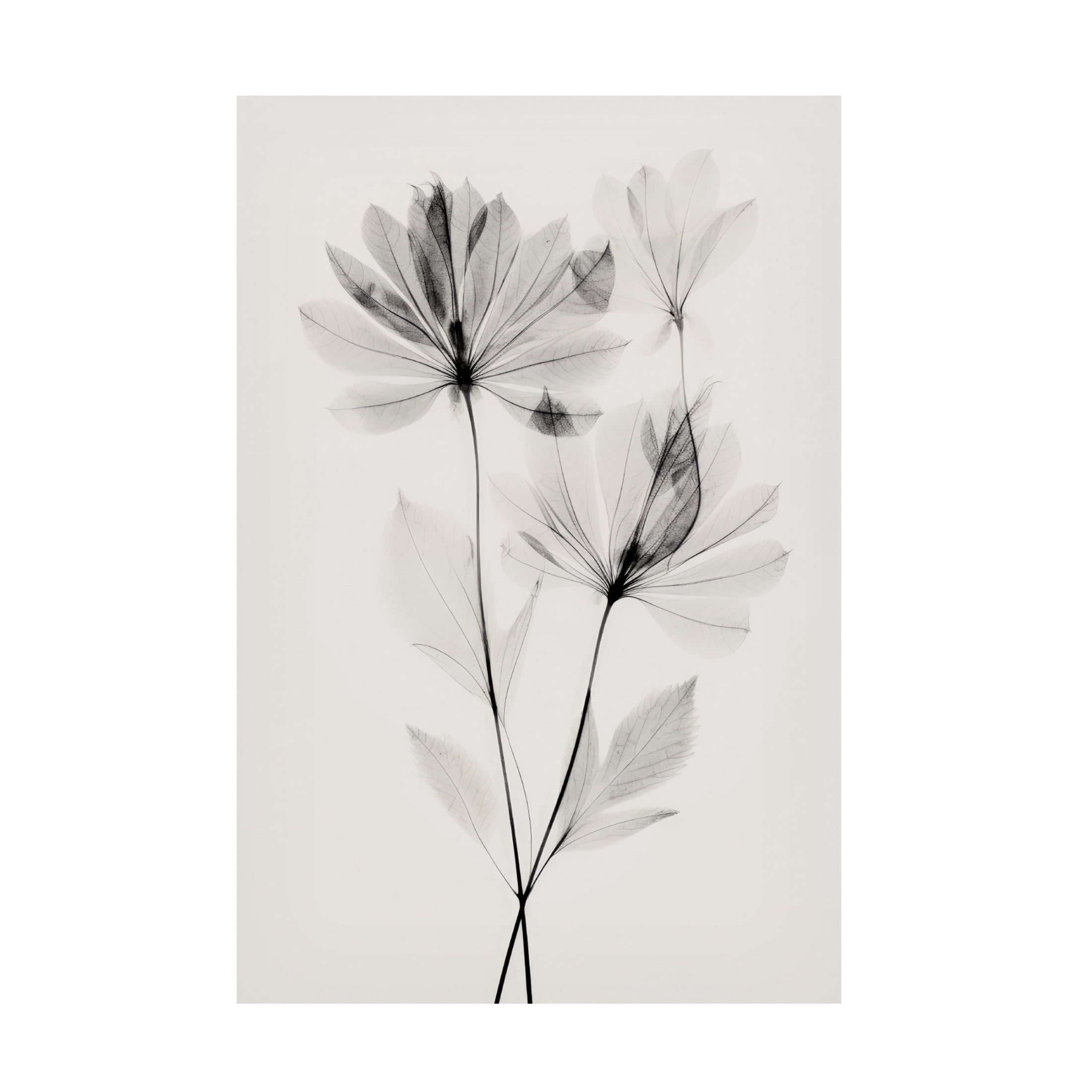 Trademark Fine Art Treechild   Transparent Botanic No 4 Canvas Wall Art