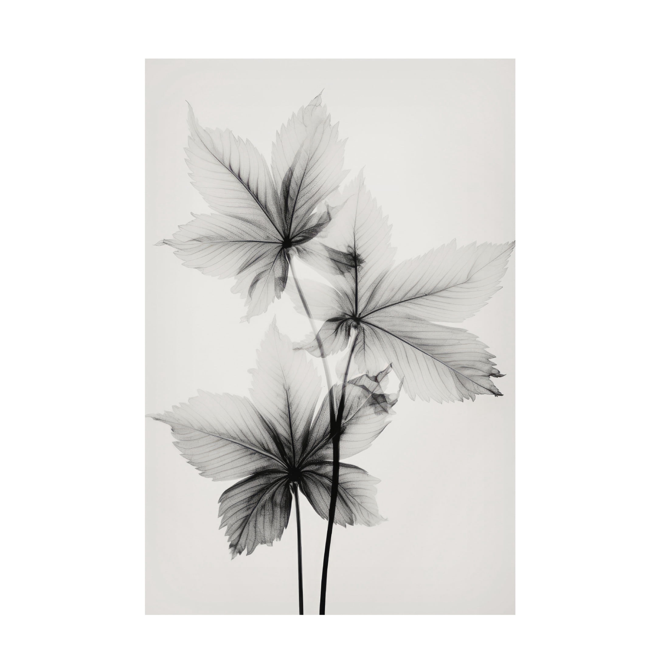 Trademark Fine Art Treechild   Transparent Botanic No 5 Canvas Wall Art
