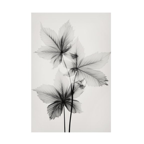 Trademark Fine Art Treechild   Transparent Botanic No 5 Canvas Wall Art