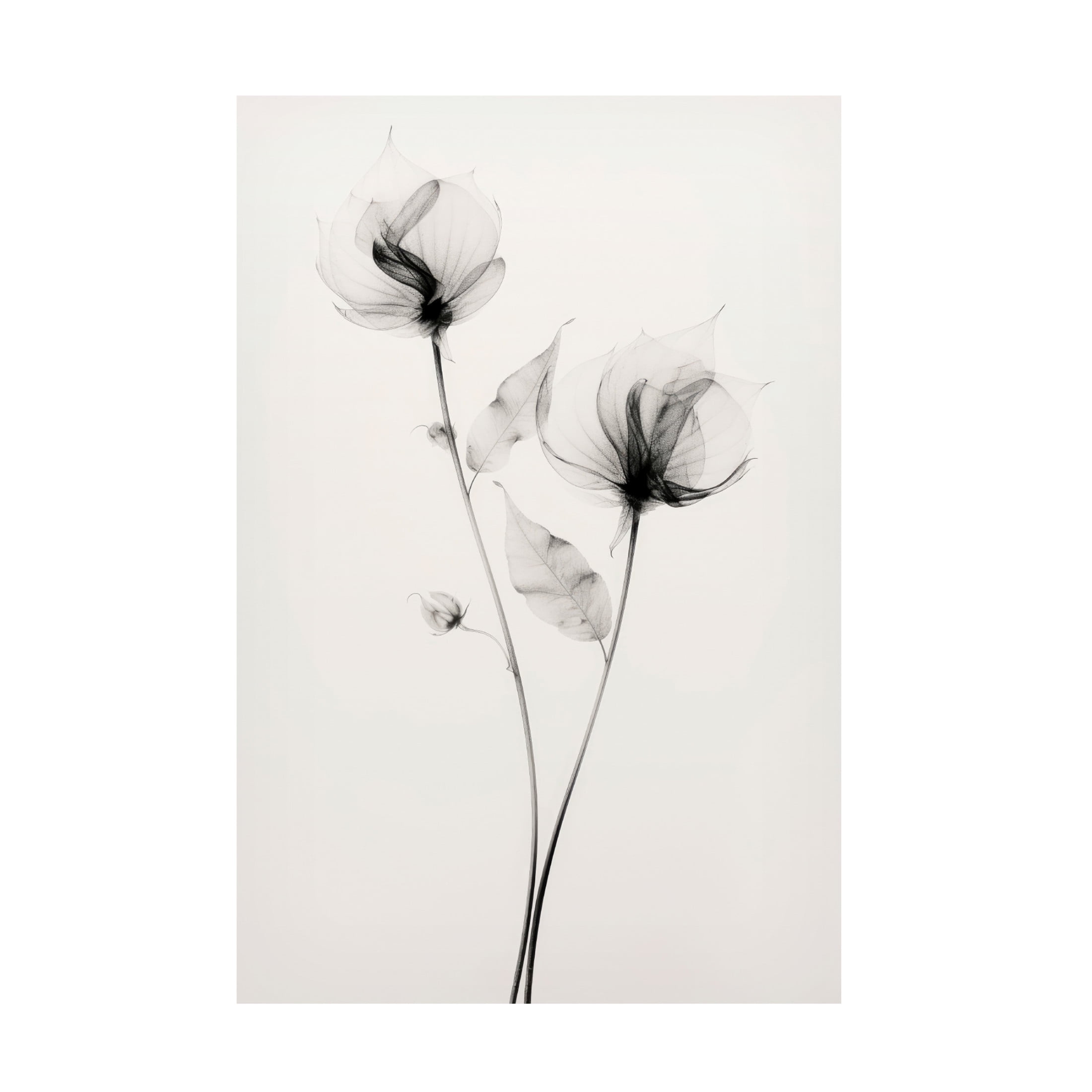 Trademark Fine Art Treechild   Transparent Botanic No 7 Canvas Wall Art