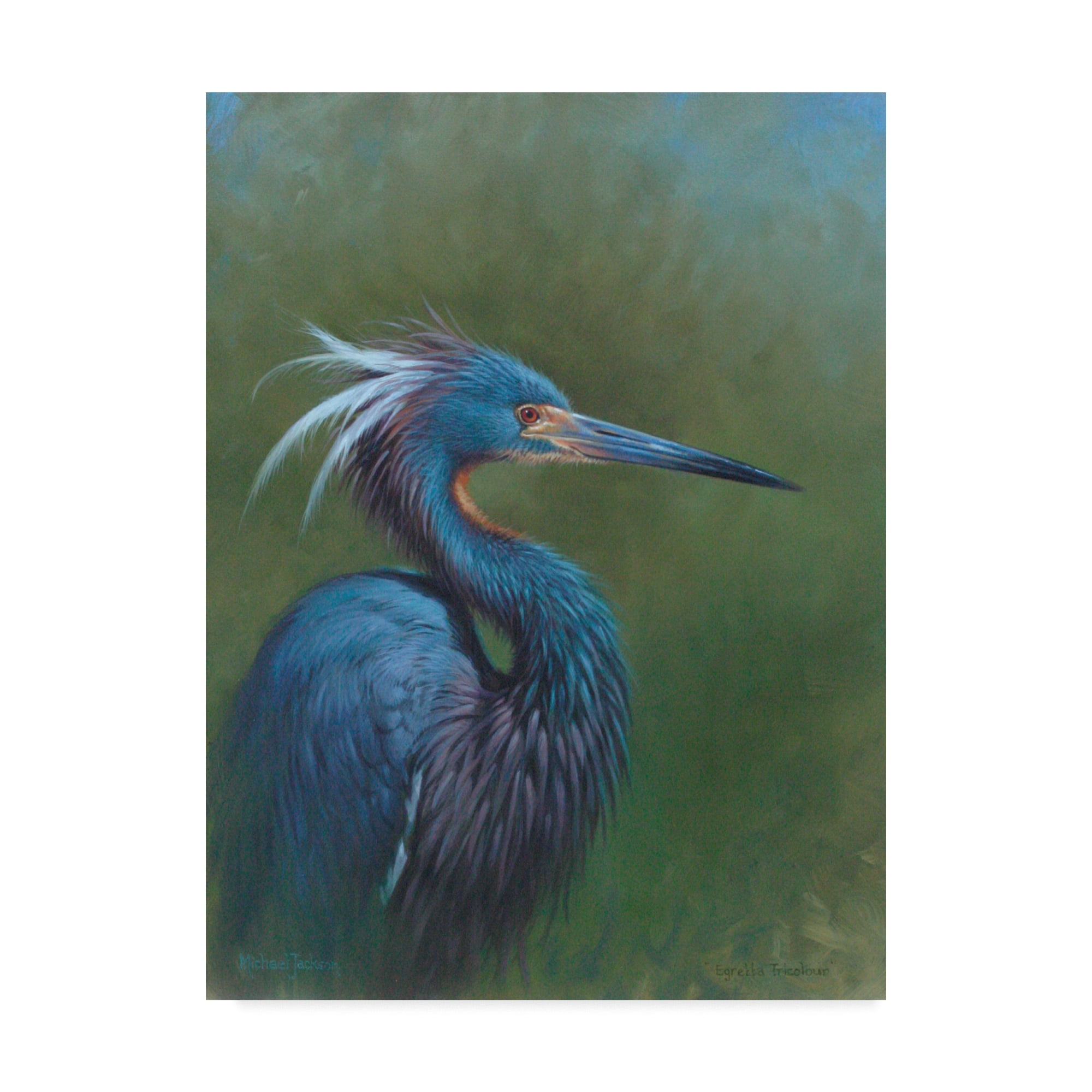 Trademark Fine Art 'Tricolour Egret' Canvas Art by Michael Jackson