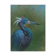 Trademark Fine Art Tricolour Egret Canvas Art by Michael Jackson