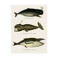 thumbnail image 1 of Trademark Fine Art 'Trio Of Vintage Whales' Canvas Art by Fab Funky, 1 of 3