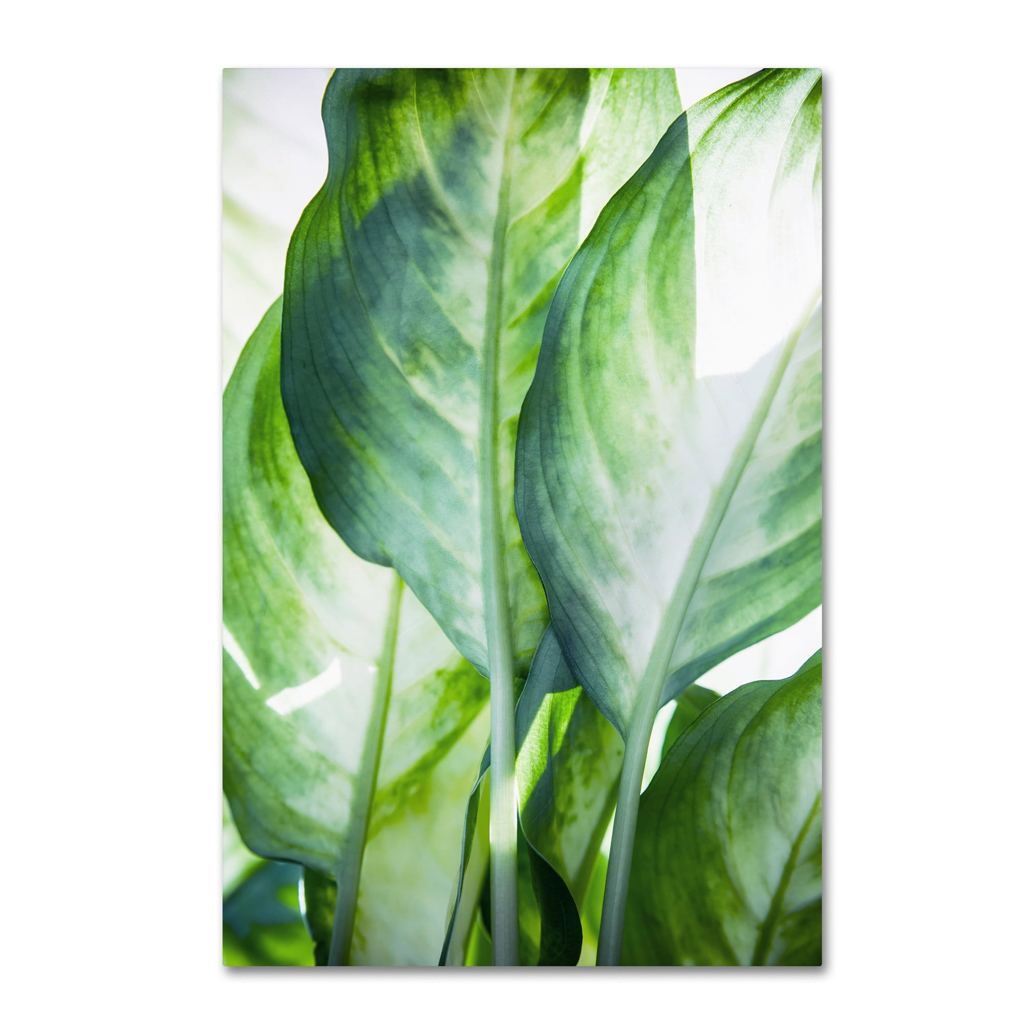 Trademark Fine Art 'Tropic Abstract' Canvas Art by Mark Ashkenazi