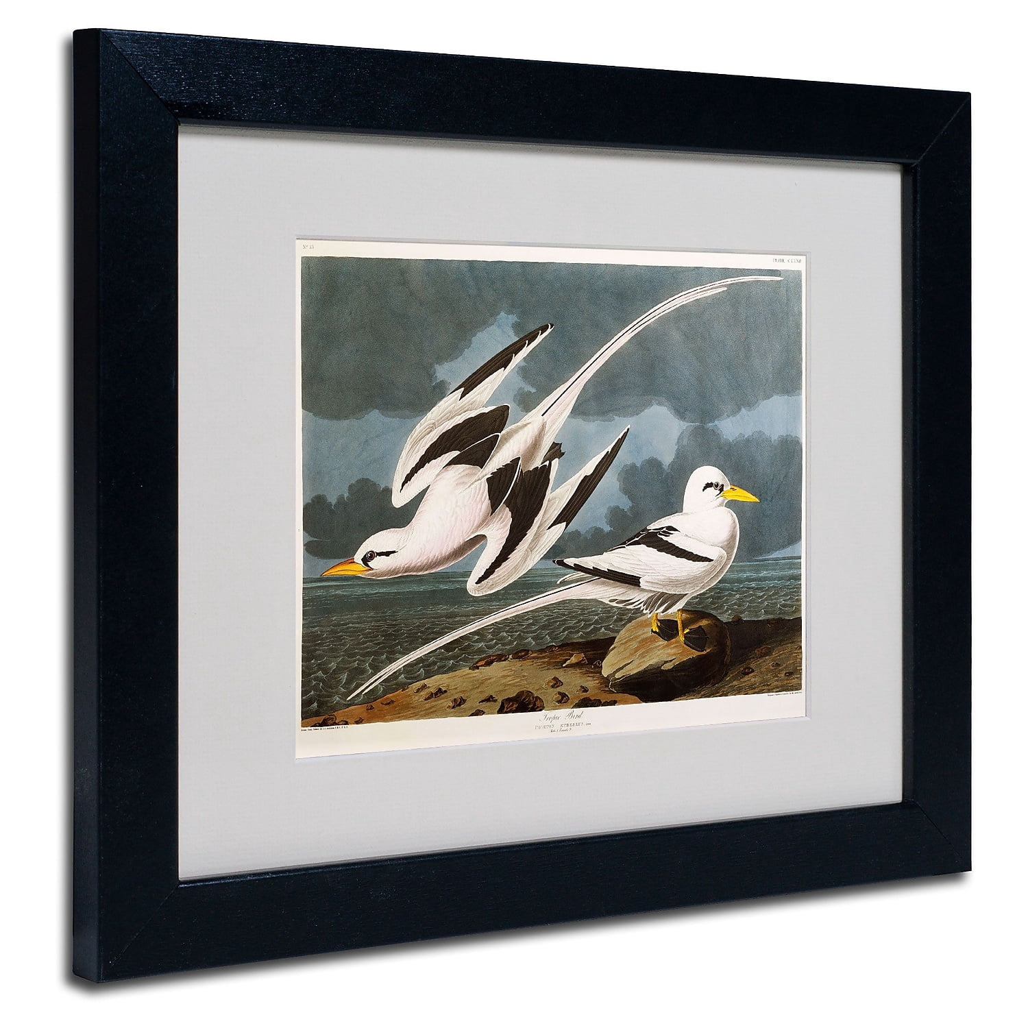 Trademark Fine Art "Tropic Bird" Canvas Art by John James Audubon, Black Frame