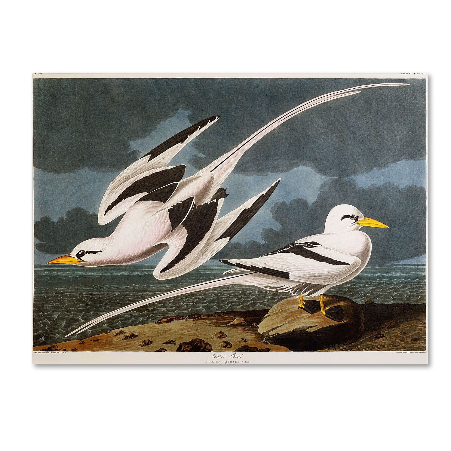 Large White and Black Canvas Art of Tropic Birds