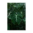 thumbnail image 1 of Trademark Fine Art 'Tropical 3' Canvas Art by PhotoINC Studio, 1 of 3