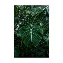 Trademark Fine Art 'Tropical 3' Canvas Art by PhotoINC Studio
