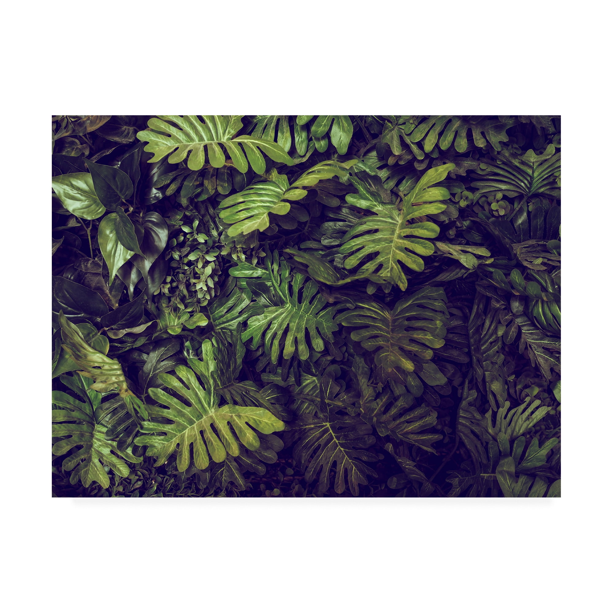 Trademark Fine Art 'Tropical 4' Canvas Art by PhotoINC Studio
