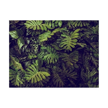 Trademark Fine Art 'Tropical 4' Canvas Art by PhotoINC Studio