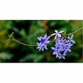 thumbnail image 1 of Trademark Fine Art "Tropical Blue" Canvas Art by Kurt Shaffer, 1 of 4