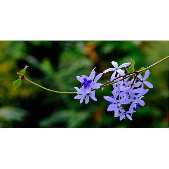 Trademark Fine Art "Tropical Blue" Canvas Art by Kurt Shaffer