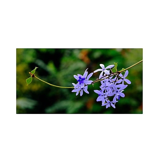 Trademark Fine Art "Tropical Blue" Canvas Art by Kurt Shaffer