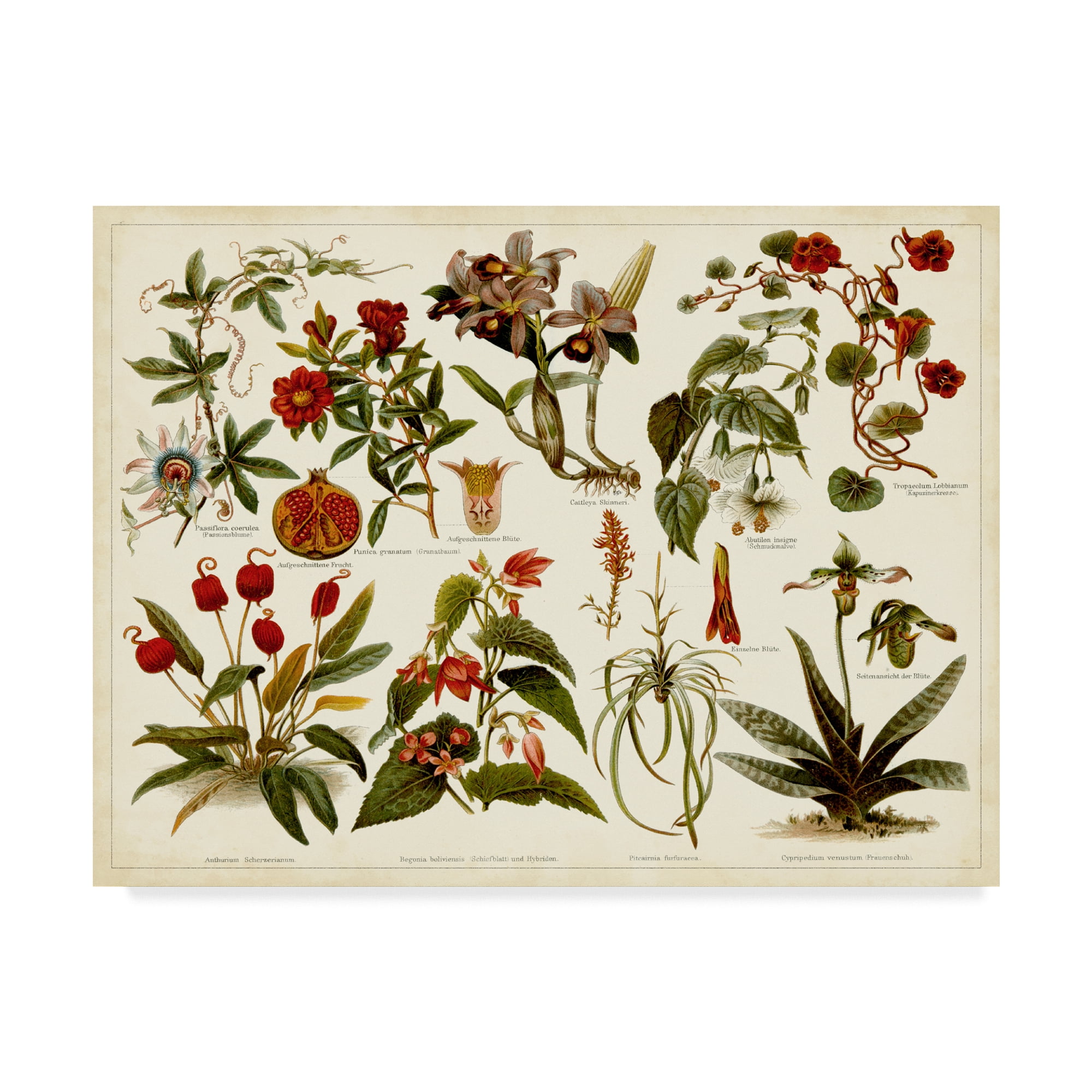 Trademark Fine Art 'Tropical Botany Chart II' Canvas Art by Meyers