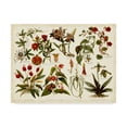 thumbnail image 1 of Trademark Fine Art 'Tropical Botany Chart II' Canvas Art by Meyers, 1 of 1