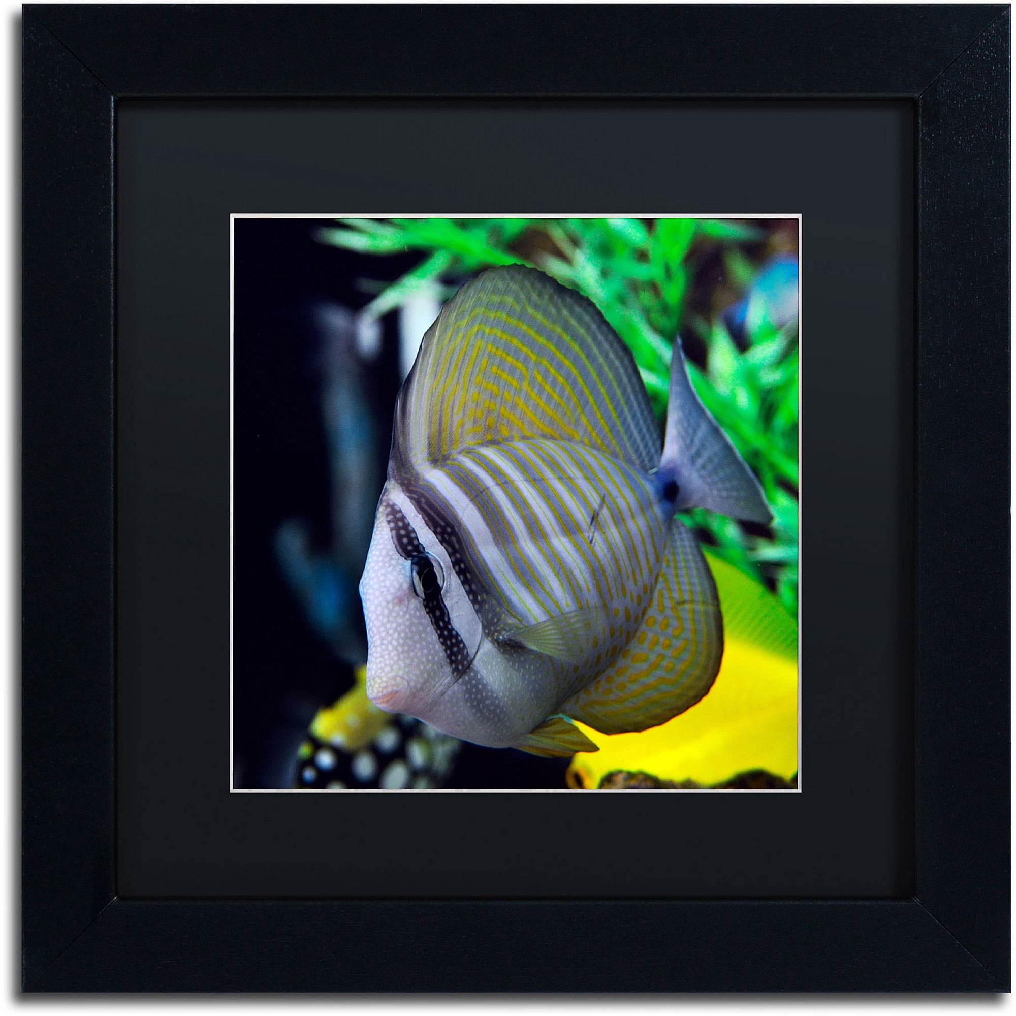 Trademark Fine Art "Tropical Fish 2" Canvas Art by Kurt Shaffer, Black Matte, Black Frame