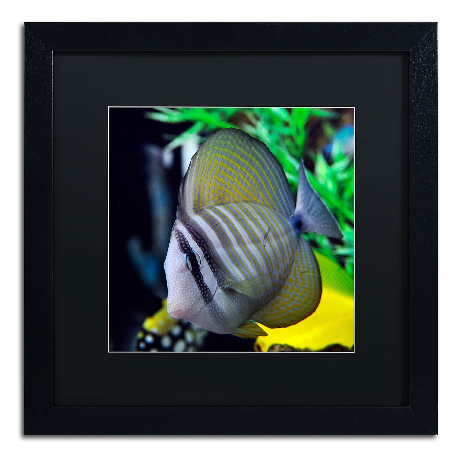 Trademark Fine Art "Tropical Fish 2" Canvas Art by Kurt Shaffer, Black Matte, Black Frame