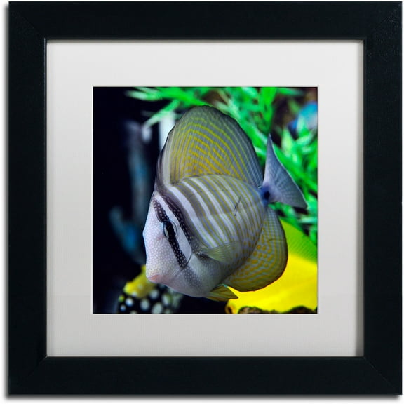 Trademark Fine Art "Tropical Fish 2" Canvas Art by Kurt Shaffer, White Matte, Black Frame