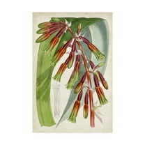 Trademark Fine Art 'Tropical Gems I' Canvas Art by Curtis