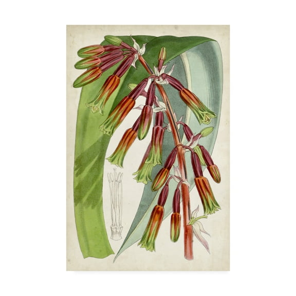 Trademark Fine Art 'Tropical Gems I' Canvas Art by Curtis