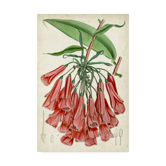 Trademark Fine Art 'Tropical Gems II' Canvas Art by Curtis