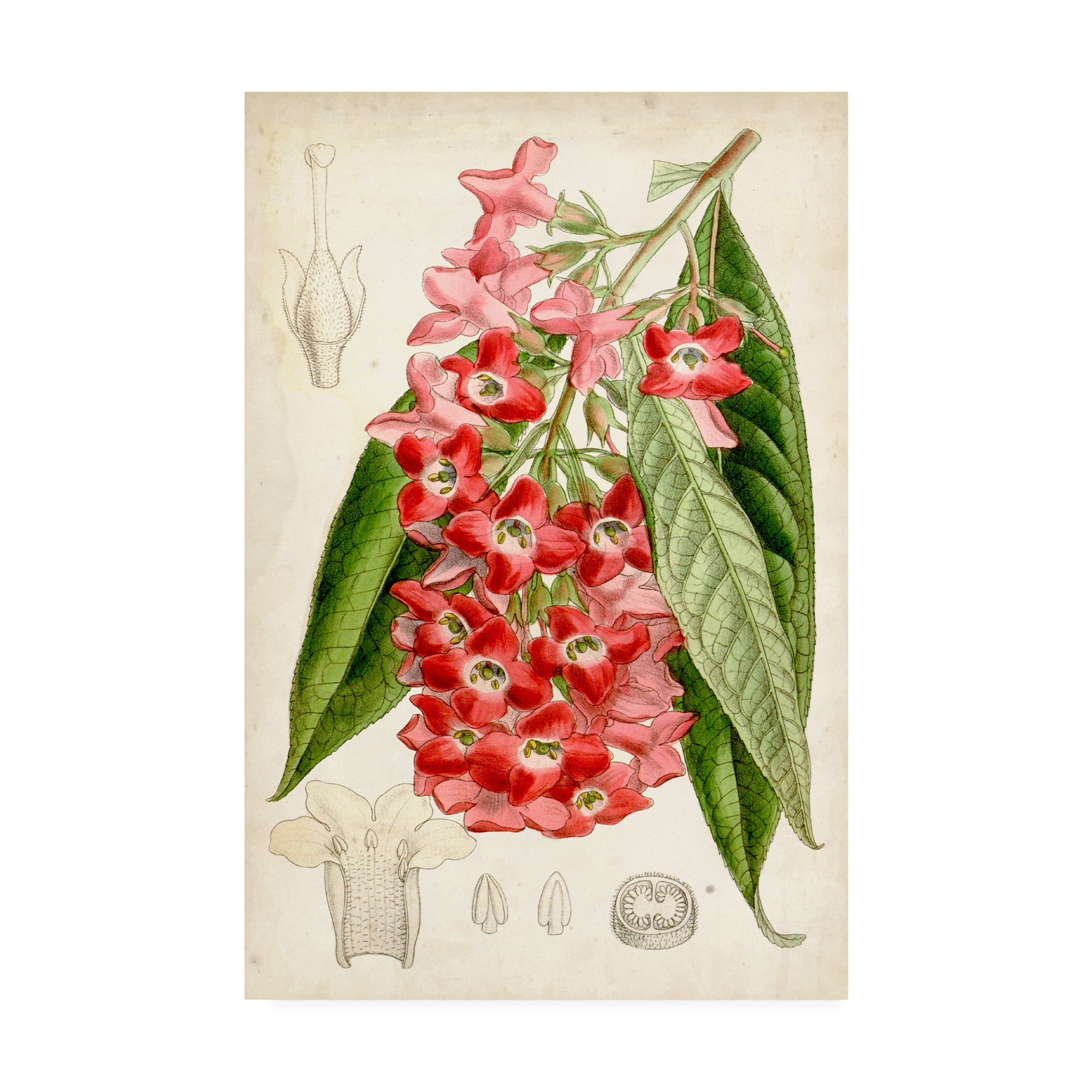 Trademark Fine Art 'Tropical Gems IV' Canvas Art by Curtis