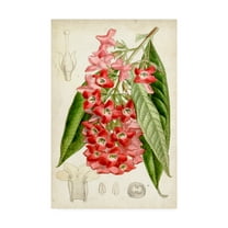 Trademark Fine Art 'Tropical Gems IV' Canvas Art by Curtis