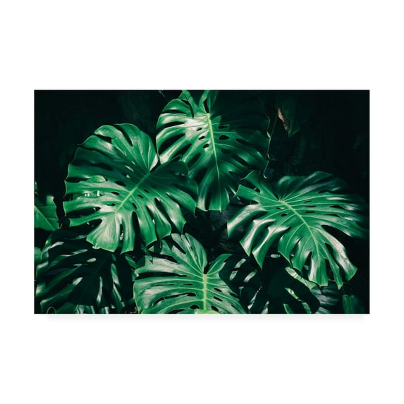 Trademark Fine Art 'Tropical Green Palm' Canvas Art by PhotoINC Studio