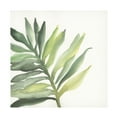 thumbnail image 1 of Trademark Fine Art 'Tropical Palm III' Canvas Art by Chris Paschke, 1 of 4