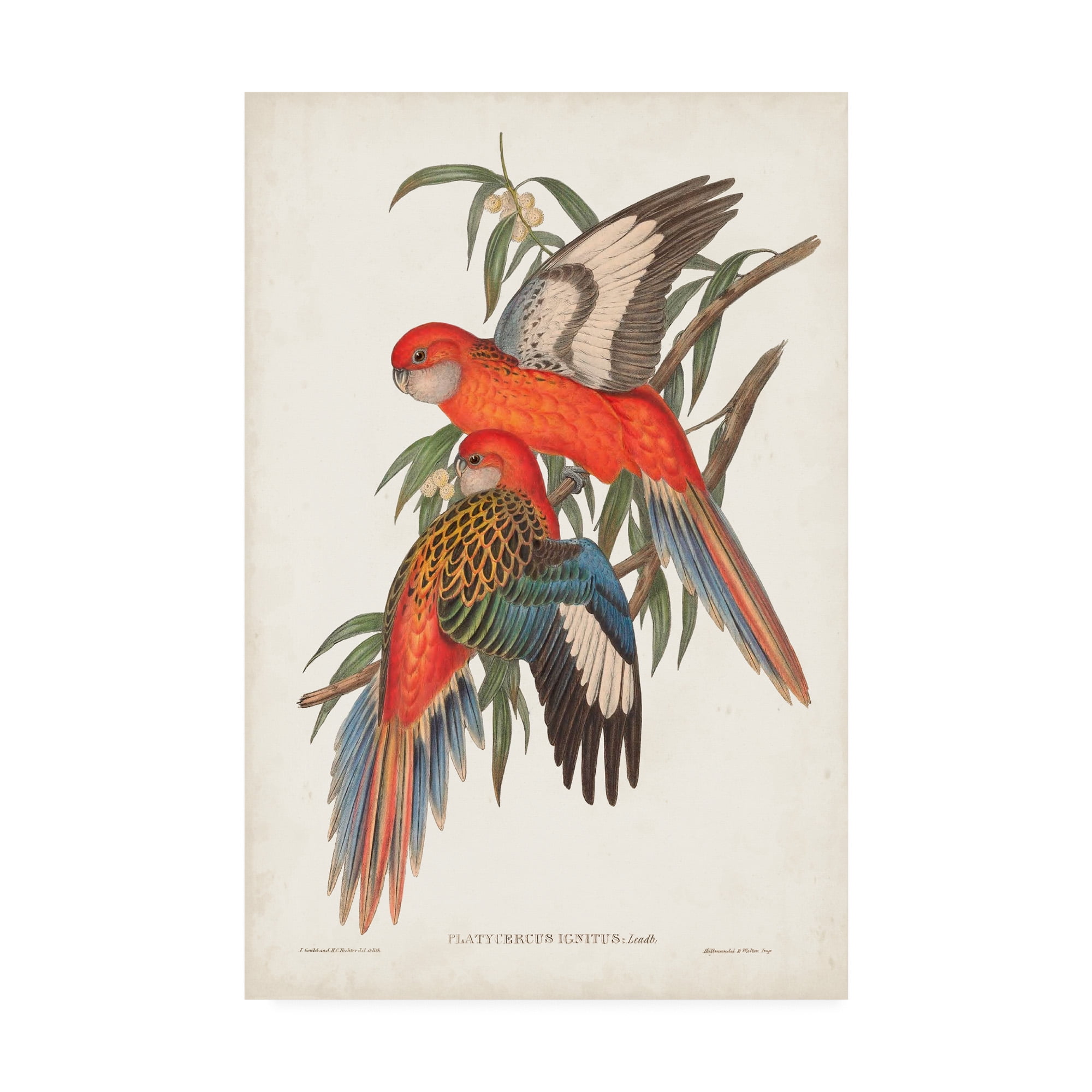 Trademark Fine Art 'Tropical Parrots I' Canvas Art by John Gould