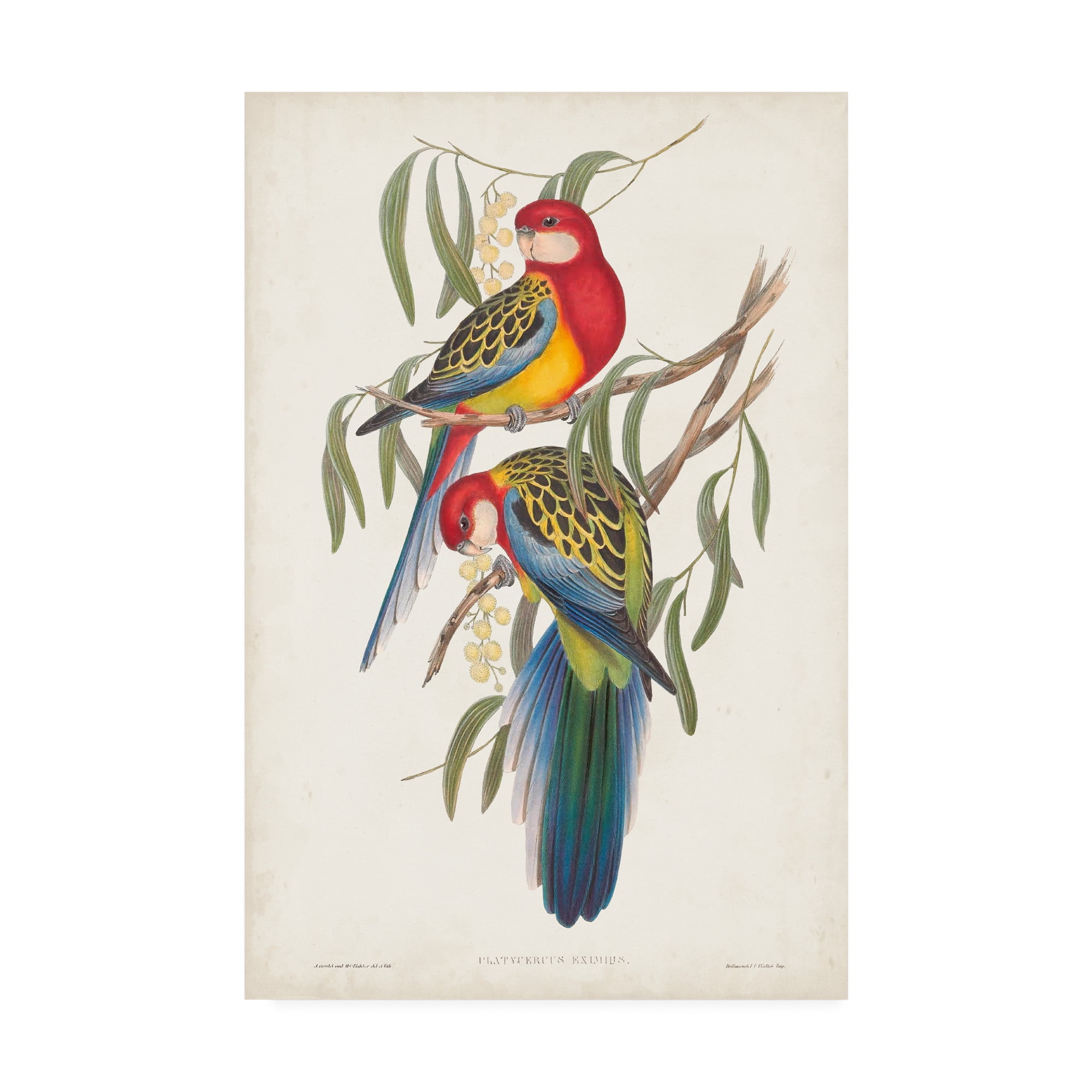 Vibrant Tropical Parrots Canvas Art in 16 x 24