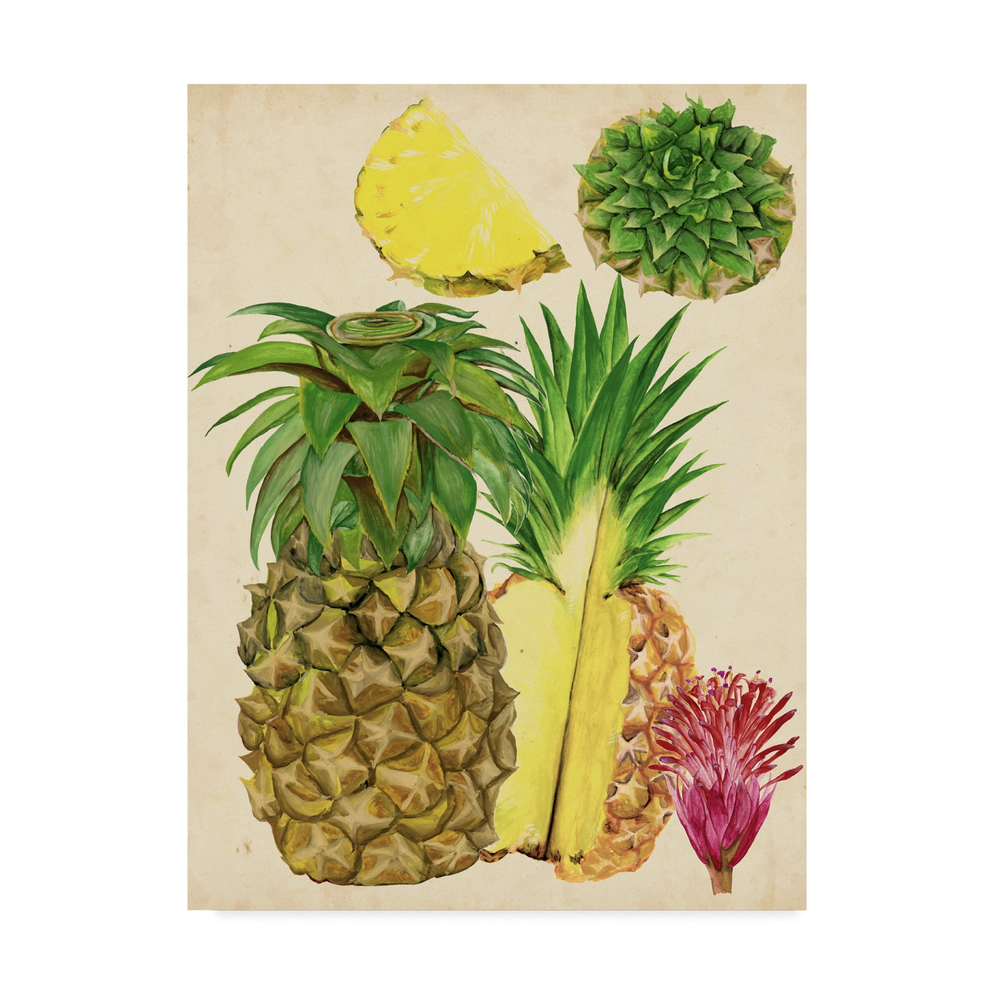 Trademark Fine Art 'Tropical Pineapple Study I' Canvas Art by Melissa Wang