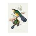 thumbnail image 1 of Trademark Fine Art 'Tropical Trogons I' Canvas Art by John Gould, 1 of 3