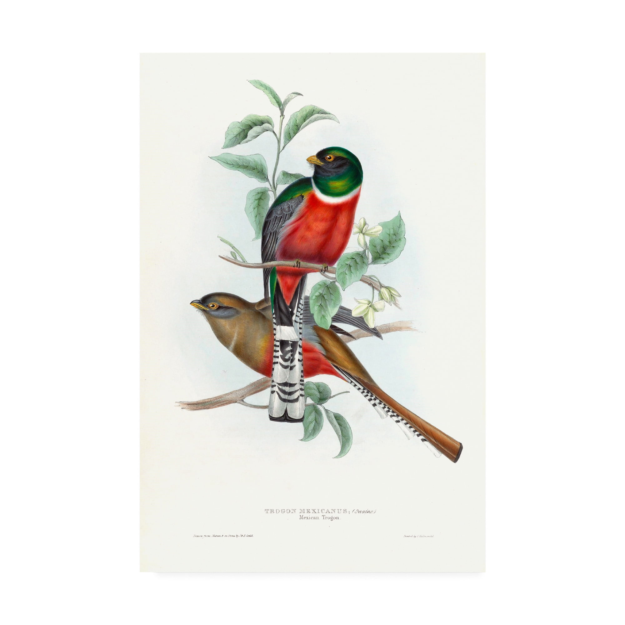 Trademark Fine Art 'Tropical Trogons V' Canvas Art by John Gould
