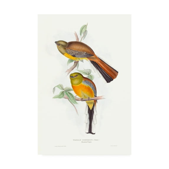 Trademark Fine Art 'Tropical Trogons VI' Canvas Art by John Gould
