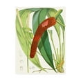 thumbnail image 1 of Trademark Fine Art 'Tropical Variety V' Canvas Art by Curtis, 1 of 3