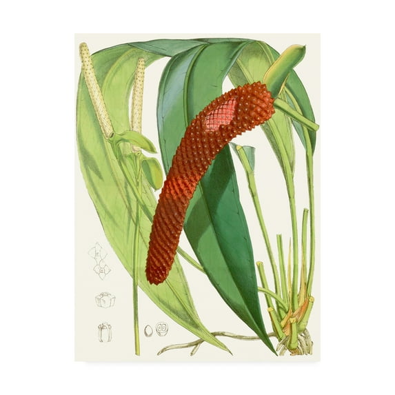 Trademark Fine Art 'Tropical Variety V' Canvas Art by Curtis