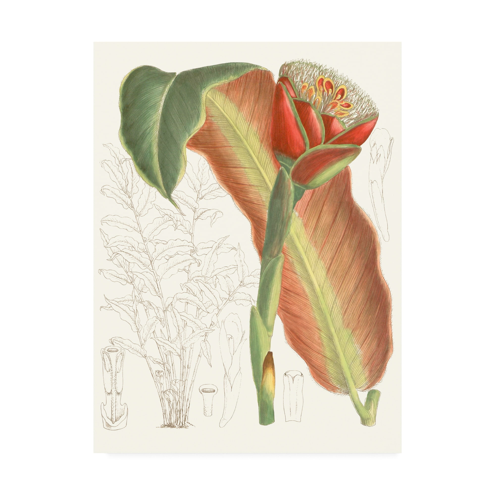 Trademark Fine Art 'Tropical Variety VII' Canvas Art by Curtis