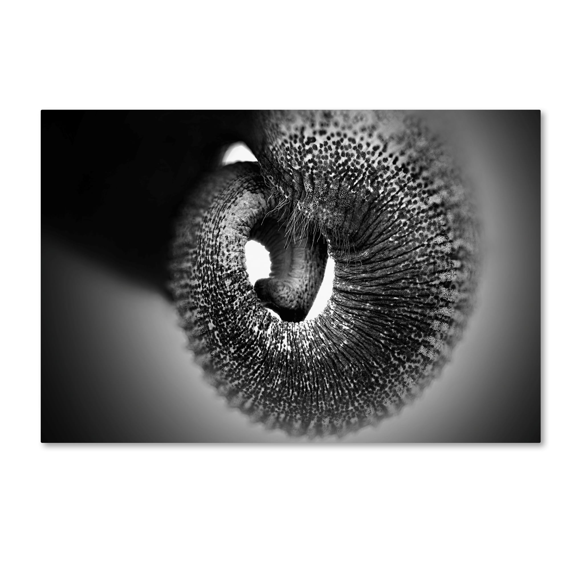 Trademark Fine Art 'Trunk' Canvas Art by Antje Wenner Braun